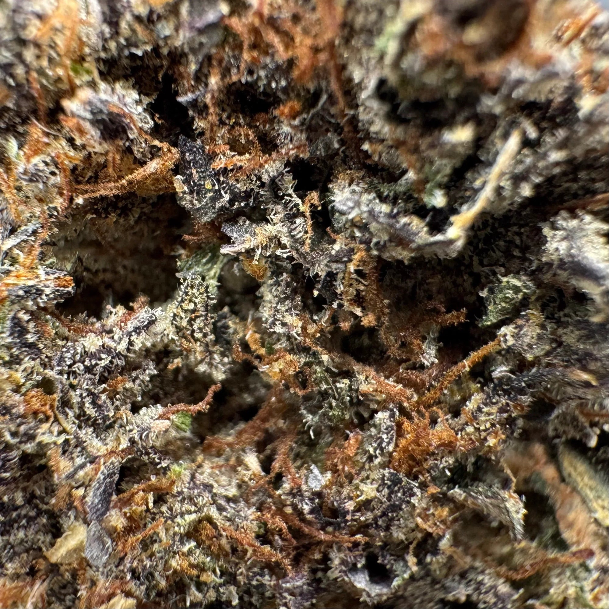 Indoor THCa Flower 28g — Trophy Wife, Texas Herb Co. — view 2